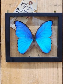 Beautiful Morpho Didius Butterfly Taxidermy