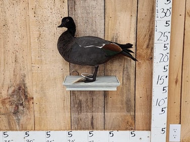 African Paradise Shell Duck Male Full Body Bird Taxidermy