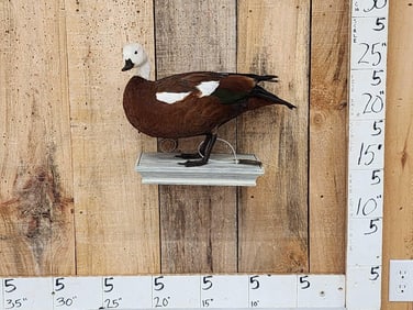 African Paradise Shell Duck Female Full Body Bird Taxidermy