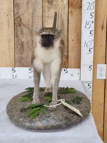 African Vervet Monkey Full Body Taxidermy Mount
