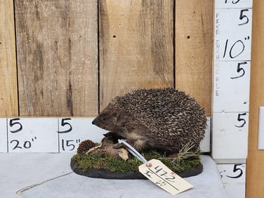 Hedgehog Full Body Taxidermy Mount