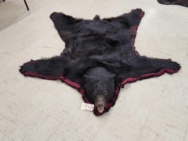 Black Bear Rug Taxidermy
