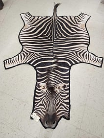 Pretty Zebra Rug Taxidermy