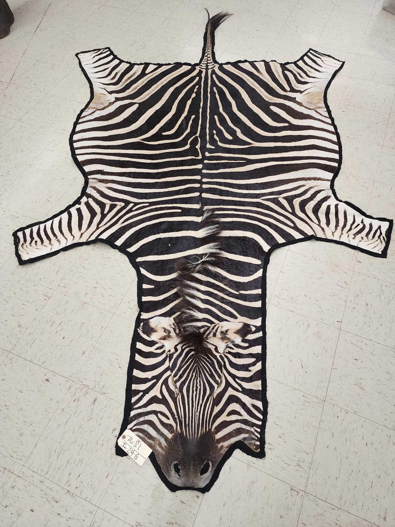 Pretty Zebra Rug Taxidermy: 76.81 Nice rug great markings felt backing about 131" long x 77" wide