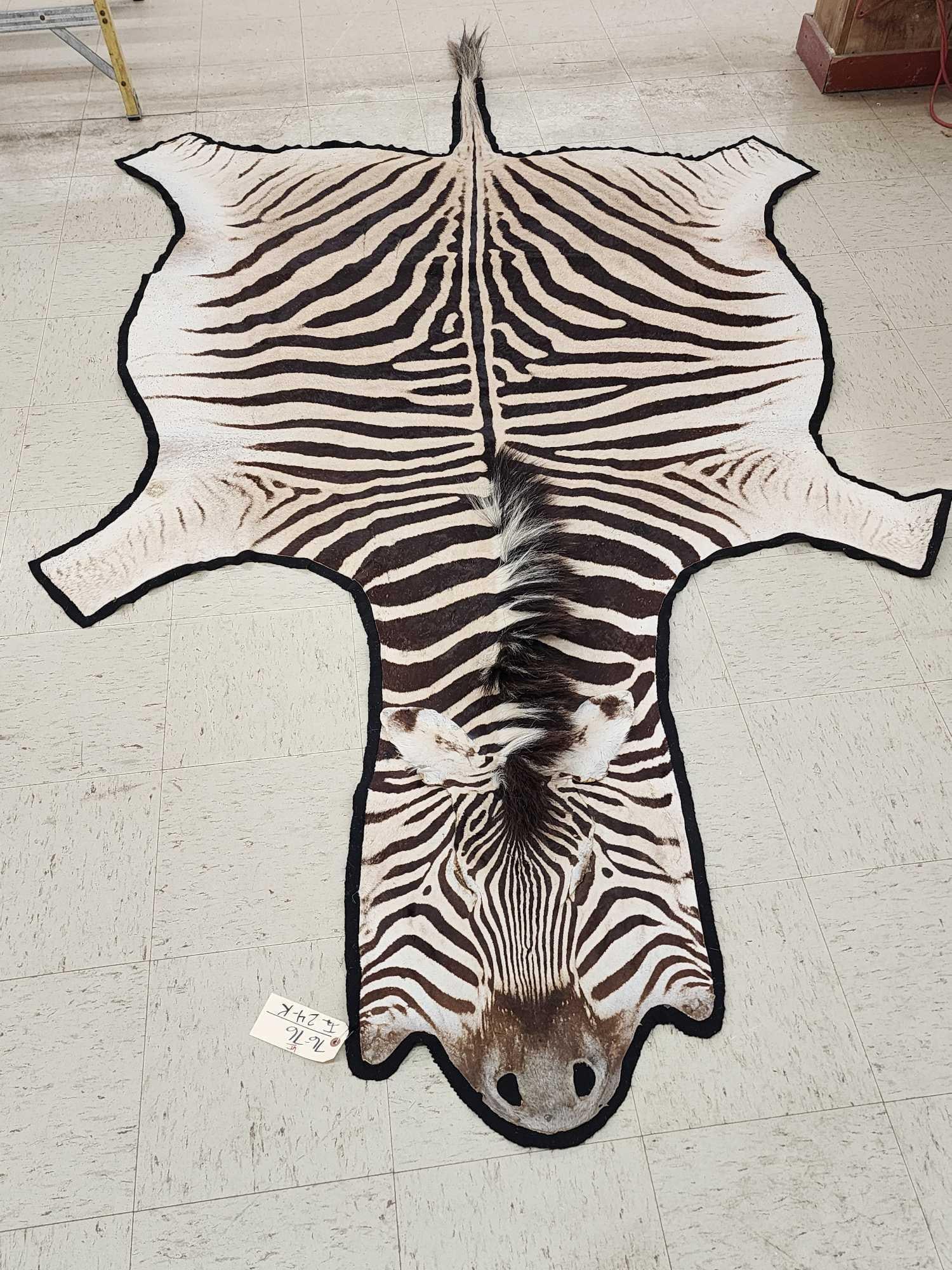 Zebra Rug Taxidermy: 76.76 Great markings felt backing about 132" long x 71" wide