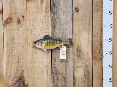 15" Ring Perch Real Skin Fish Taxidermy