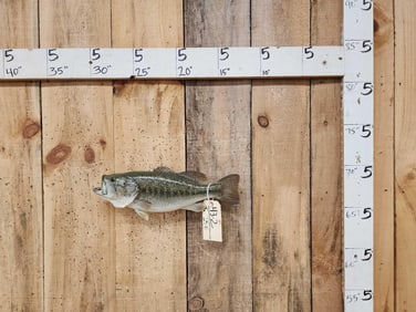 17" Largemouth Bass Real Skin Fish Taxidermy