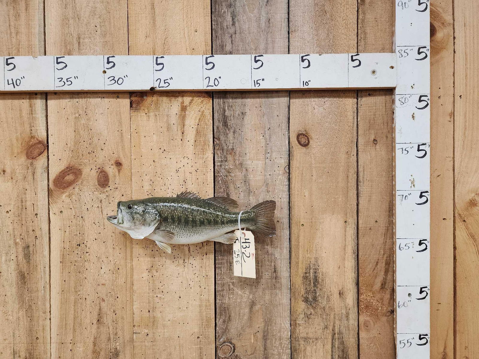 17" Largemouth Bass Real Skin Fish Taxidermy: 43.2 Nice mount great paint artwork