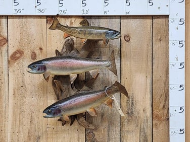 3 Trout Real Skin Fish Taxidermy
