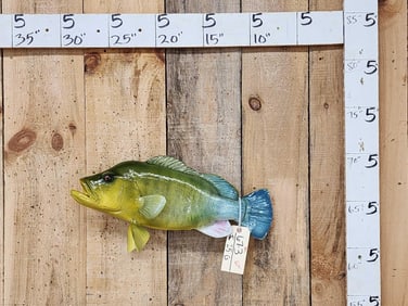 African Cichlid Reproduction Fish Taxidermy