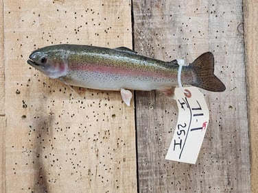12" Rainbow Trout Real Skin Fish Taxidermy