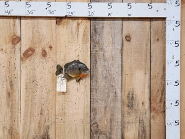 8 1/2" Bluegill Real Skin Fish Taxidermy