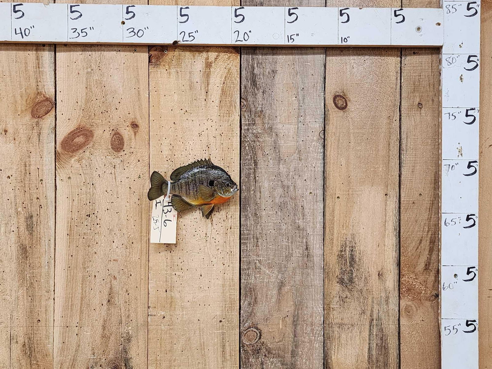 8 1/2" Bluegill Real Skin Fish Taxidermy: 43.6 Exceptional quality Taxidermy work great paint artwork