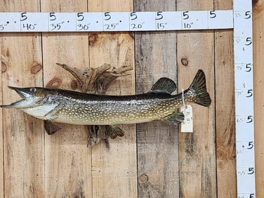 38" Northern Pike Real Skin Fish Taxidermy