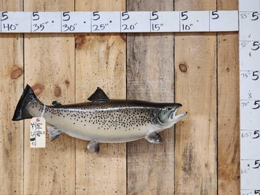 28" Coho Salmon Real Skin Fish Taxidermy