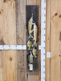 Stringer Of Walleye Bluegil & Crappie Real Skin Fish Taxidermy