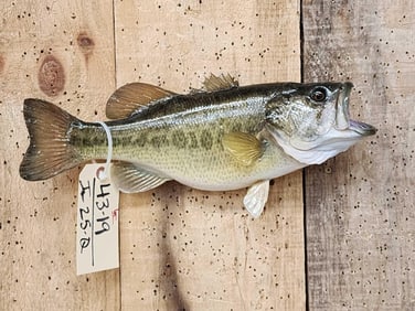 16" Largemouth Bass Real Skin Fish Taxidermy