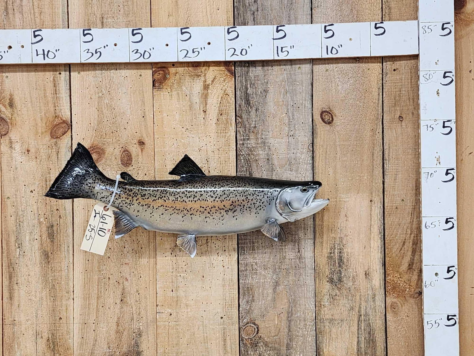 28" Trout Real Skin Fish Taxidermy: 61.10 Nice paint artwork good colors