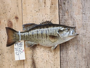 16" Smallmouth Bass Real Skin Fish Taxidermy