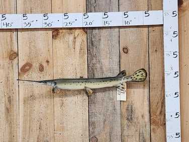 33" Gar Real Skin Fish Taxidermy