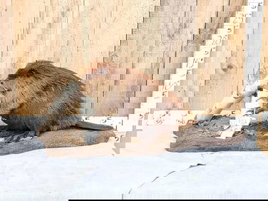 Beaver Chewing On A Log Full Body Taxidermy Mount