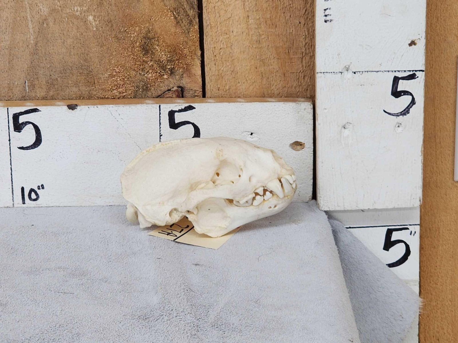 African Honey Badger Skull Taxidermy: 61.5 Nicely done Skull very hard to find
