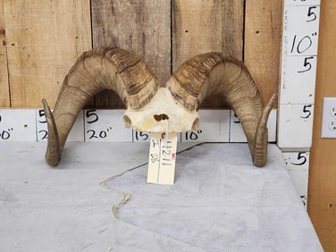 Stone Sheep Horns On Skull Plate Taxidermy