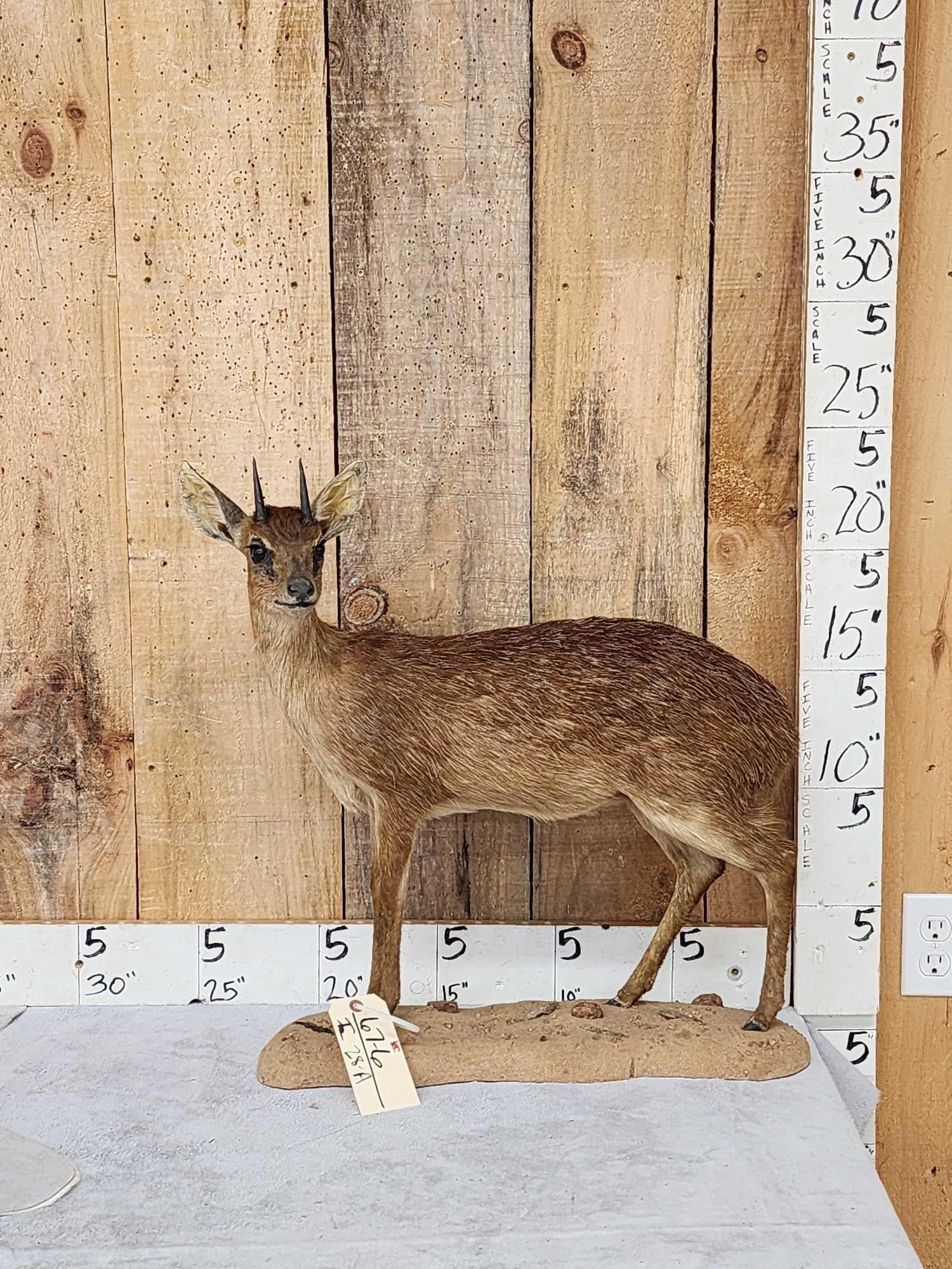 African Grysbok Full Body Taxidermy Mount: 67.6 Hard to find mount great colors on habitat base