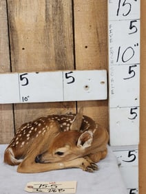 Whitetail Fawn Laying Down Full Body Taxidermy Mount