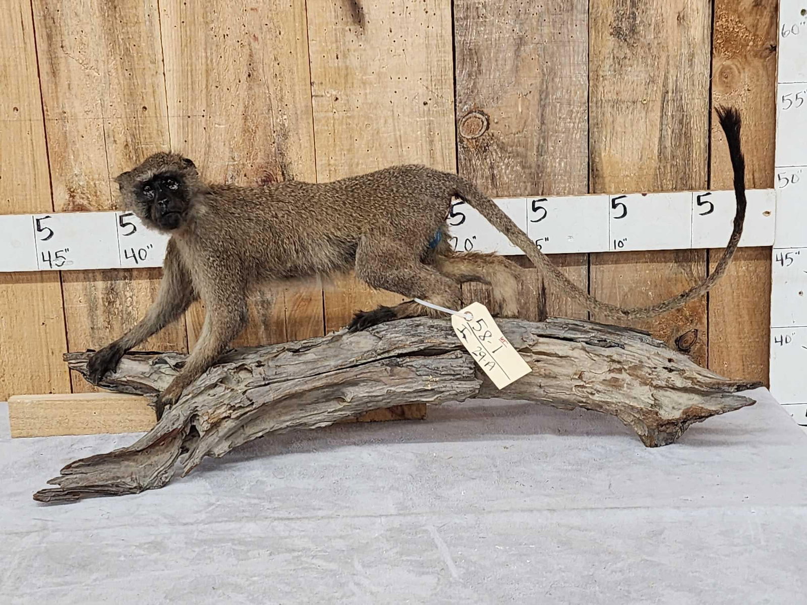 African Vervet Monkey Full Body Taxidermy Mount: 58.1 Great looking mount works as a table top or wall hanging display