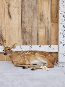 Fallow Deer Fawn Full Body Taxidermy Mount