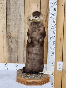 Otter Eating A Bluegill Full Body Taxidermy Mount