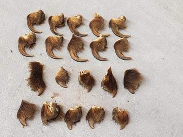Set Of 20 Grizzly Bear Claws Taxidermy