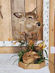 Whitetail Doe & Fawn Taxidermy Mount