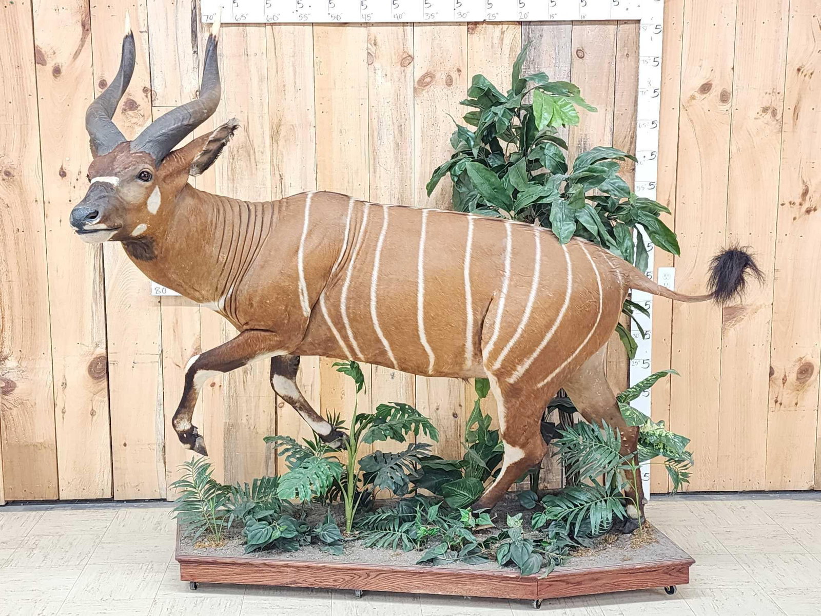 Spectacular African Bongo Antelope Full Body Taxidermy Mount: 25.15 Awesome color markings big horns on roll around habitat base. A Bongo hunt is QUITE expensive to go on let alone the Taxidermy fees take advantage of this opportunity to invest in this world cla
