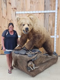 Gorgeous Boone & Crockett Recod Book Blonde Phase Alaskan Brown Bear Full Body Taxidermy Mount