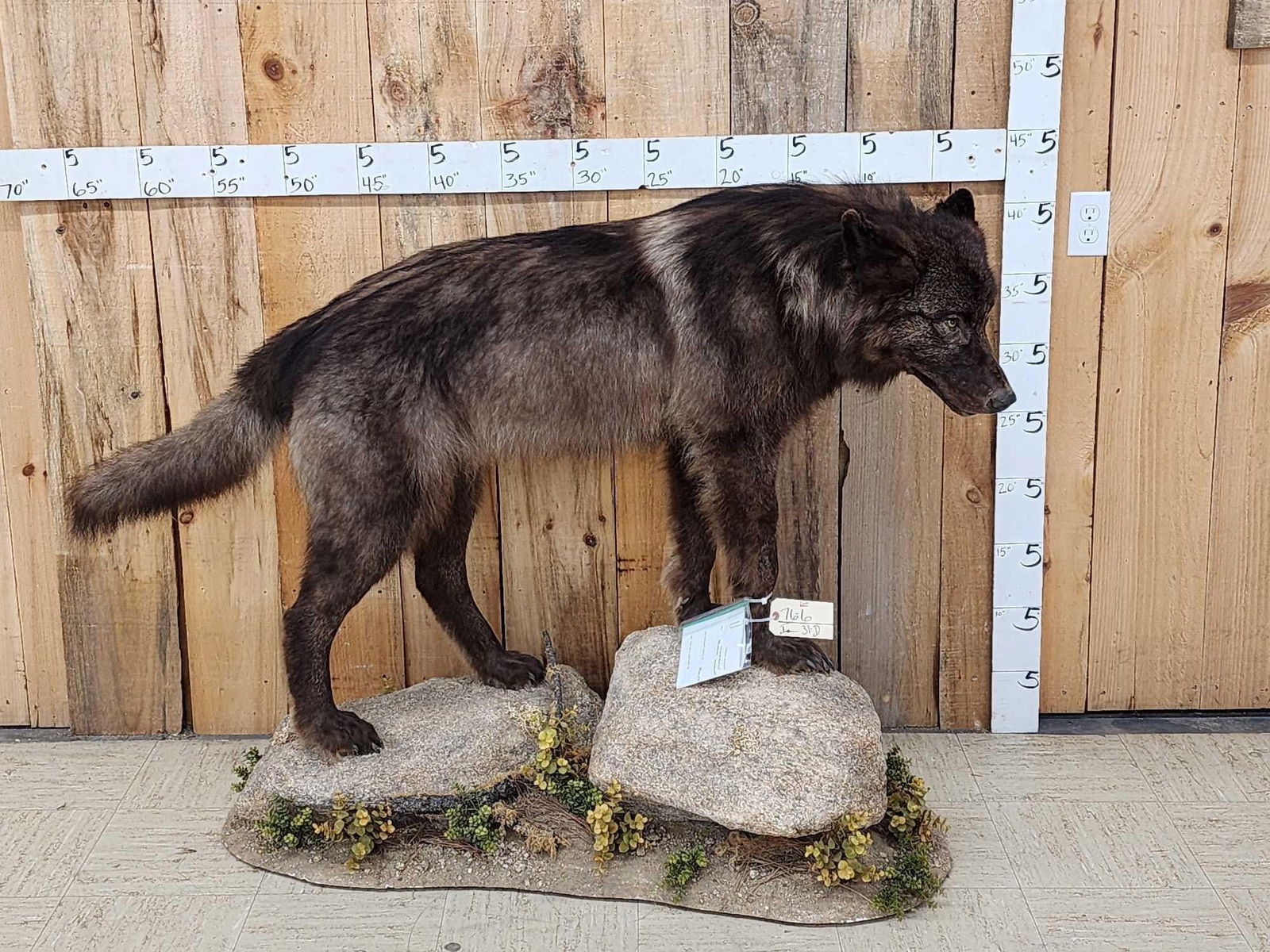 Alaskan Black Wolf Full Body Taxidermy Mount: 76.6 Nicely done mount great facial features thick prime fur good size wolf on habitat base recent mount