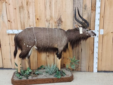 Extra Nice African Nyala Full Body Taxidermy Mount