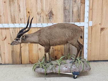 African Sitatunga Full Body Taxidermy Mount