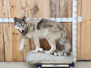 Big Alaskan Wolf Full Body Taxidermy Mount