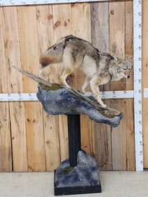 Coyote Full Body Pedestal Taxidermy Mount