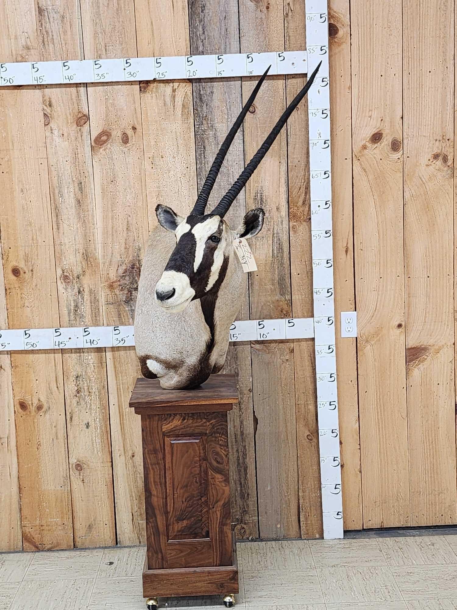 African Gemsbok Pedestal Taxidermy Mount: 22.22 Nice clean cutaway mount with finished back on nice walnut roll around base big horns 35"