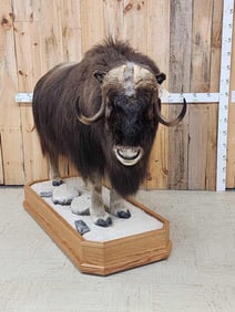 Beautiful Muskox Full Body Taxidermy Mount