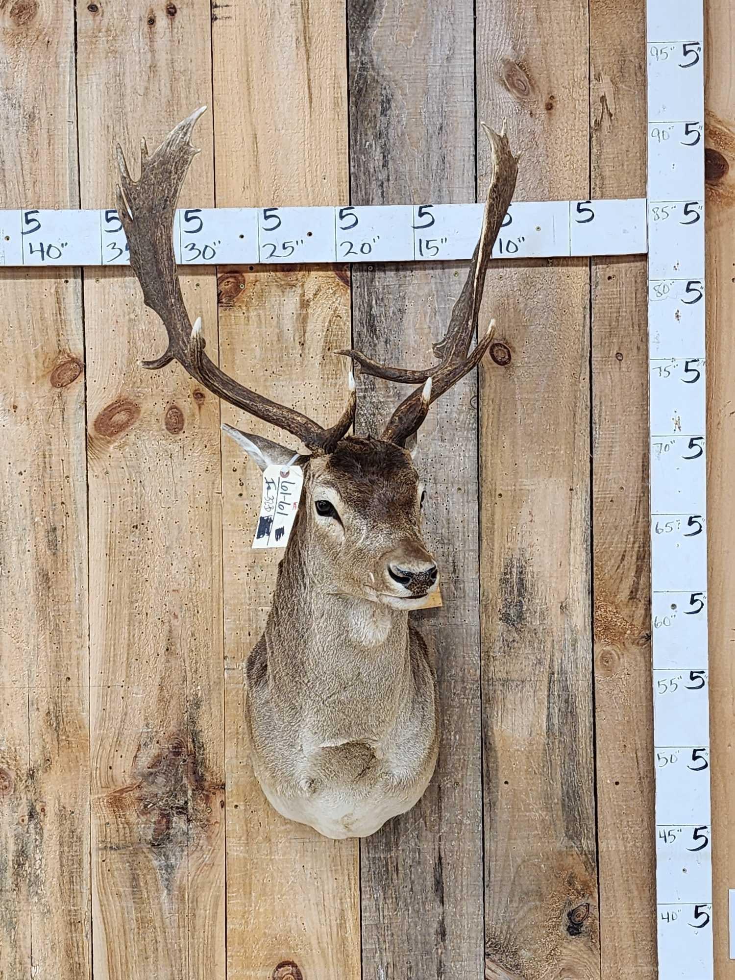 Fallow Deer Shoulder Mount Taxidermy: 61.61 Extra nice mount by Taxidermist Locie Murphy Great antler color with polished ivory tips