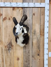 Jacob's 4 Horn Ram Sheep Shoulder Mount Taxidermy