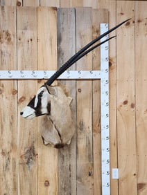 African Gemsbok Shoulder Mount Taxidermy
