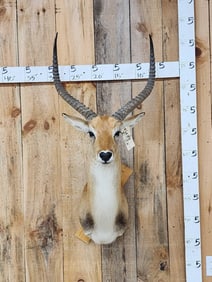 African Kafue Flats Lechwe Shoulder Mount Taxidermy