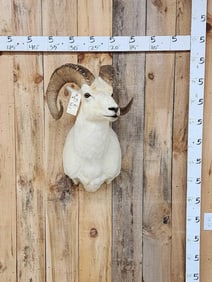 Alaskan Dall Sheep Shoulder Mount Taxidermy