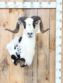 Awesome Exotic Ram Sheep Shoulder Mount Taxidermy
