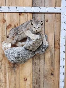 Alaskan Lynx Full Body Taxidermy Mount